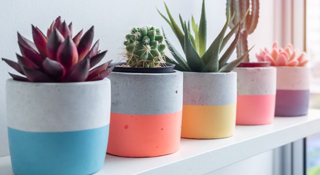Plants in colorful pots on a shelve
