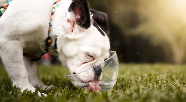 Dog drinking water out of plastic bowl on lawn in the summer