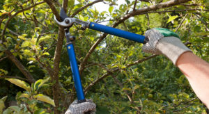 Tree branch being pruned with large blue shears.