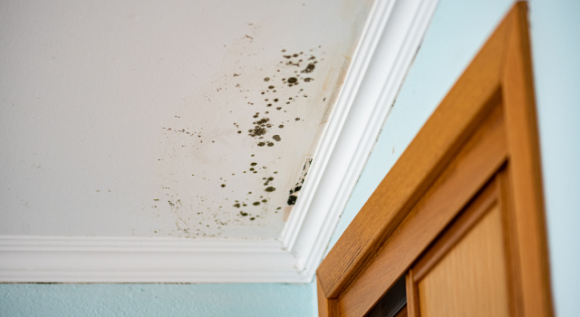 Mold growth on a ceiling