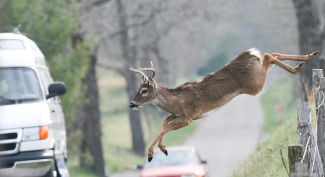 Deer jumping into road in danger of hitting a car covered by insurance