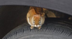 Squirrel on tire after causing rodent damage to a car covered by insurance