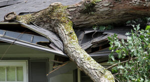 Large tree limb crashing through a roof